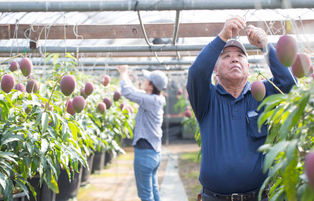 画像の説明 画像の説明